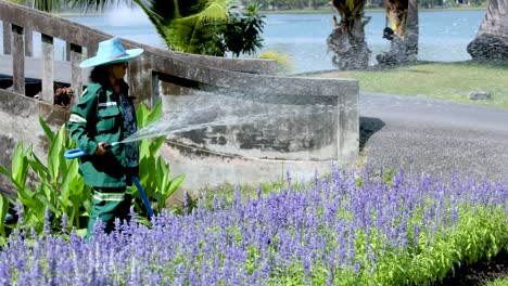 mujer regando flores de lavanda en un parque