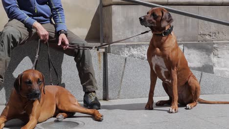 an individual is holding two dogs on a leash, captured outdoors on a sunny day, embodying the concept of pets and domesticated animals