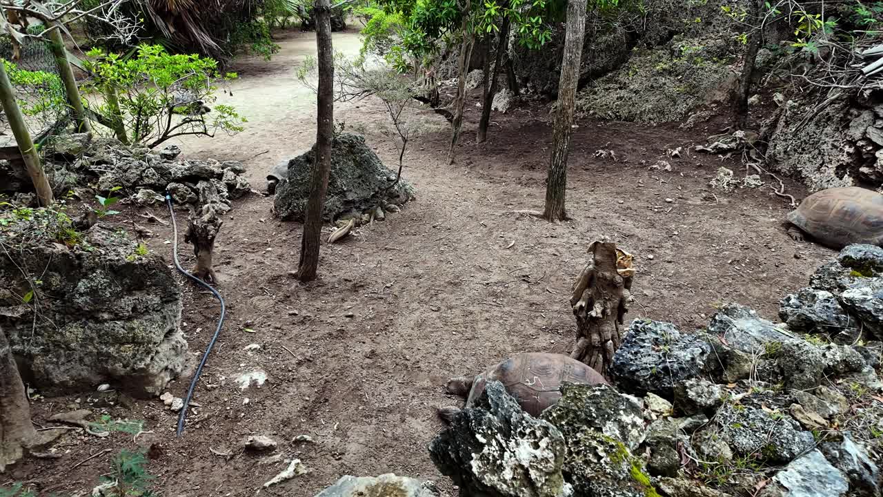 Aldabra Giant Tortoises in a Natural Enclosure