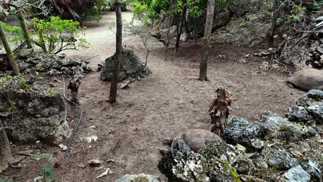aldabra giant tortoises in a natural enclosure