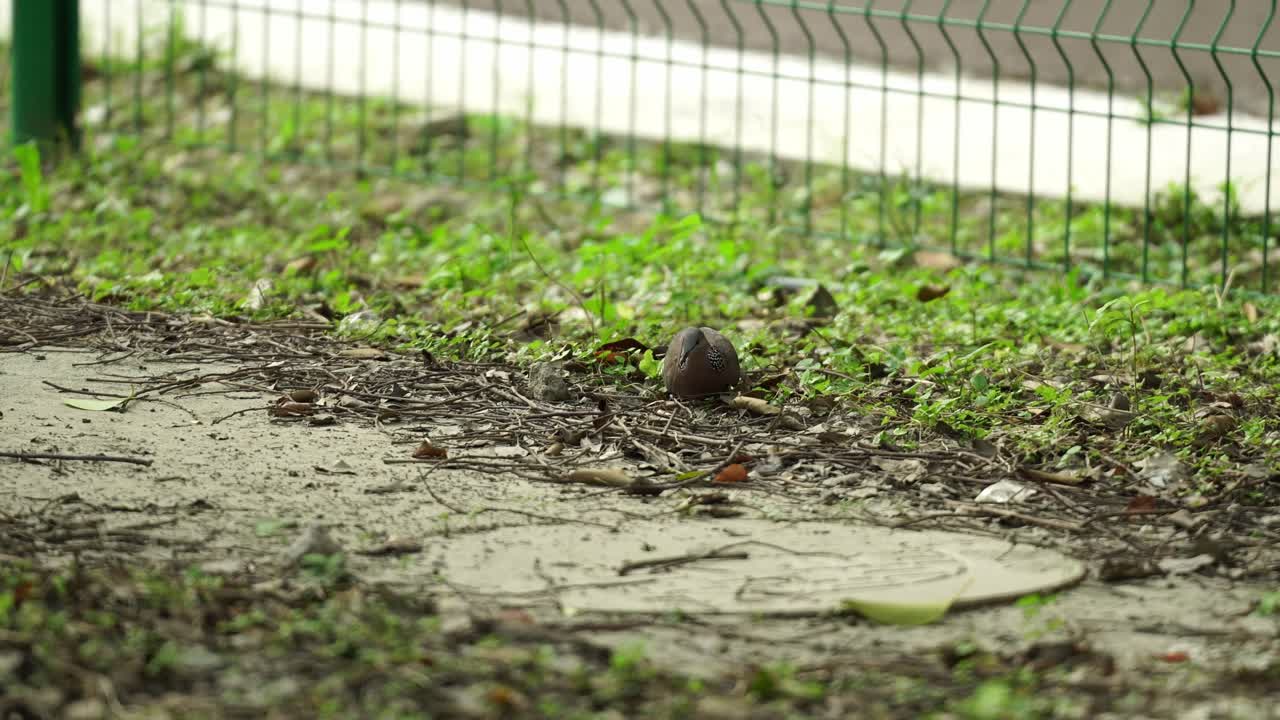 풀밭 1에 있는 얼룩비둘기 (Spilopelia chinensis).