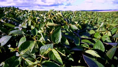 plantas de soja exuberantes balanceándose en el viento, campos de soja creciendo densos, escena de producción de soja
