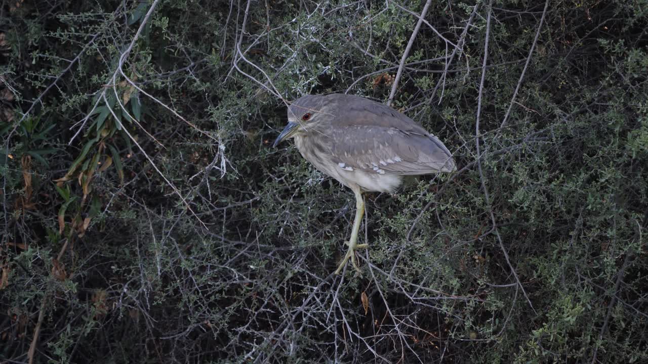 una garza nocturna juvenil con corona negra en las ramas de los árboles de mesquite.