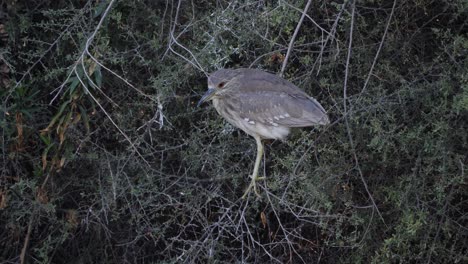 a juvenile black-crowned night heron in the branches of mesquite trees.