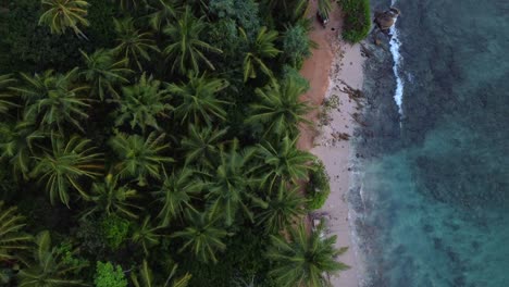 Topdown-blick-Entlang-Der-Bewaldeten-Küste,-Sandstrand-Mit-Türkisfarbenem-Wasser,-Sri-Lanka