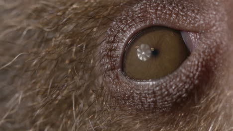 Close-up-sloth-eyeball-macro