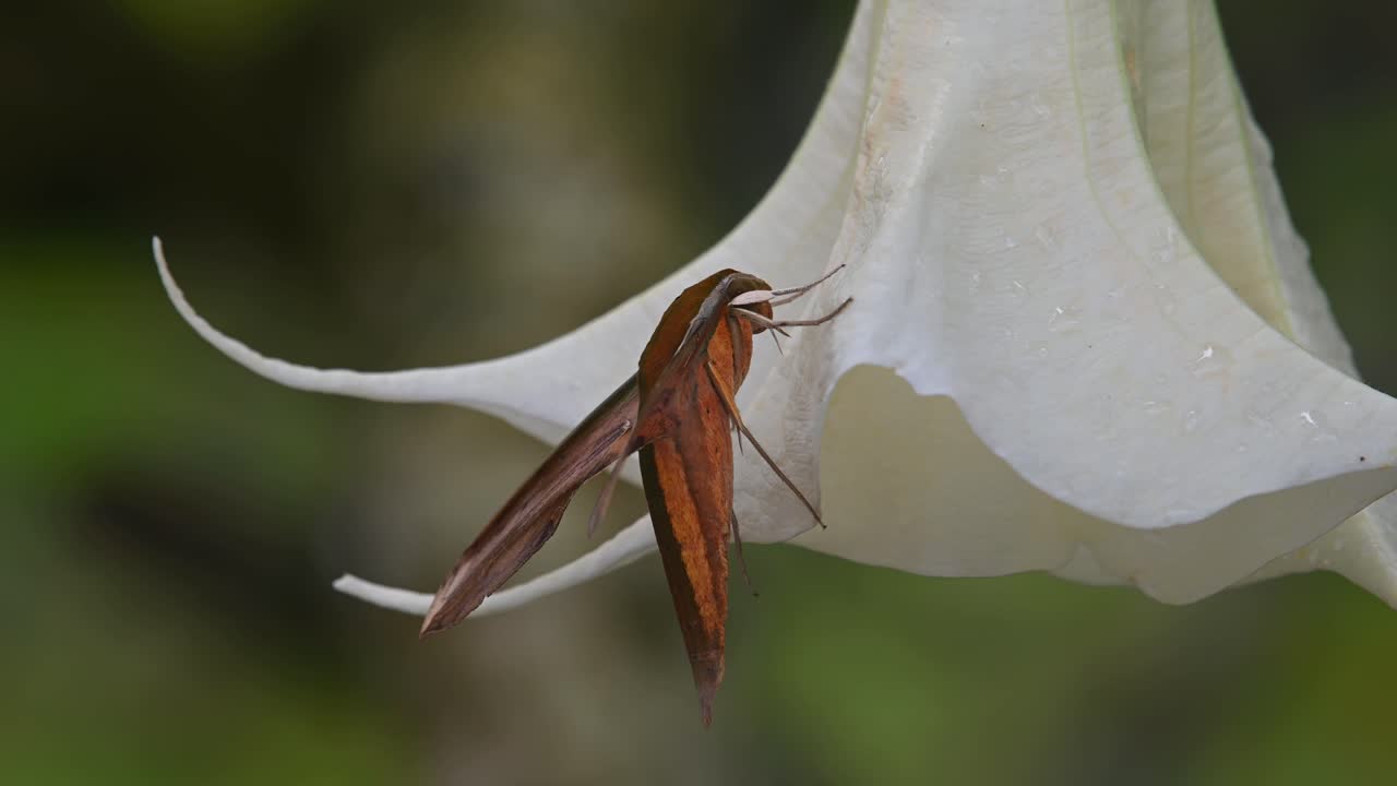 visto desde su lado posado sobre una campana amarilla como una flor que se balancea con un viento suave