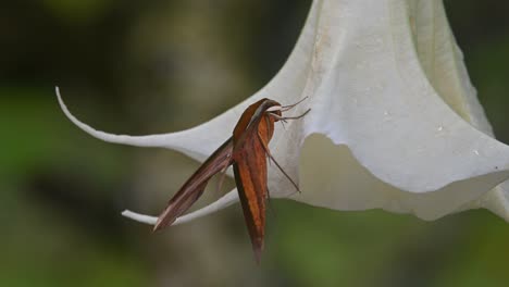 Seen-from-its-side-perched-on-a-yellow-bell-like-flower-swinging-with-a-gentle-wind