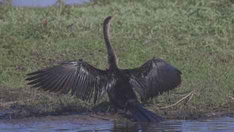 anhinga extendiendo sus alas tomando el sol a la luz del sol en una orilla del río en florida