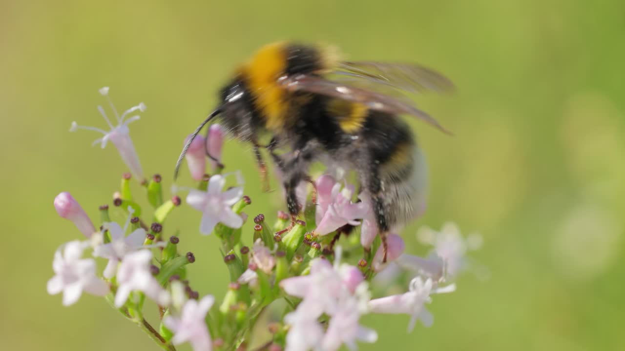 Bumblebee collects flower nectar at sunny day. Bumble bee in macro shot in slow motion.