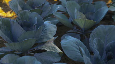 huge leafy cabbage plants with the cabbage already picked from the organic farm