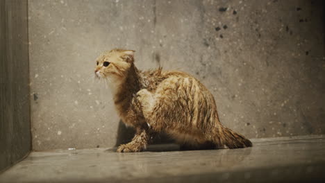 red cat in the shower - paw washes his wet fur. water loving cat takes a shower