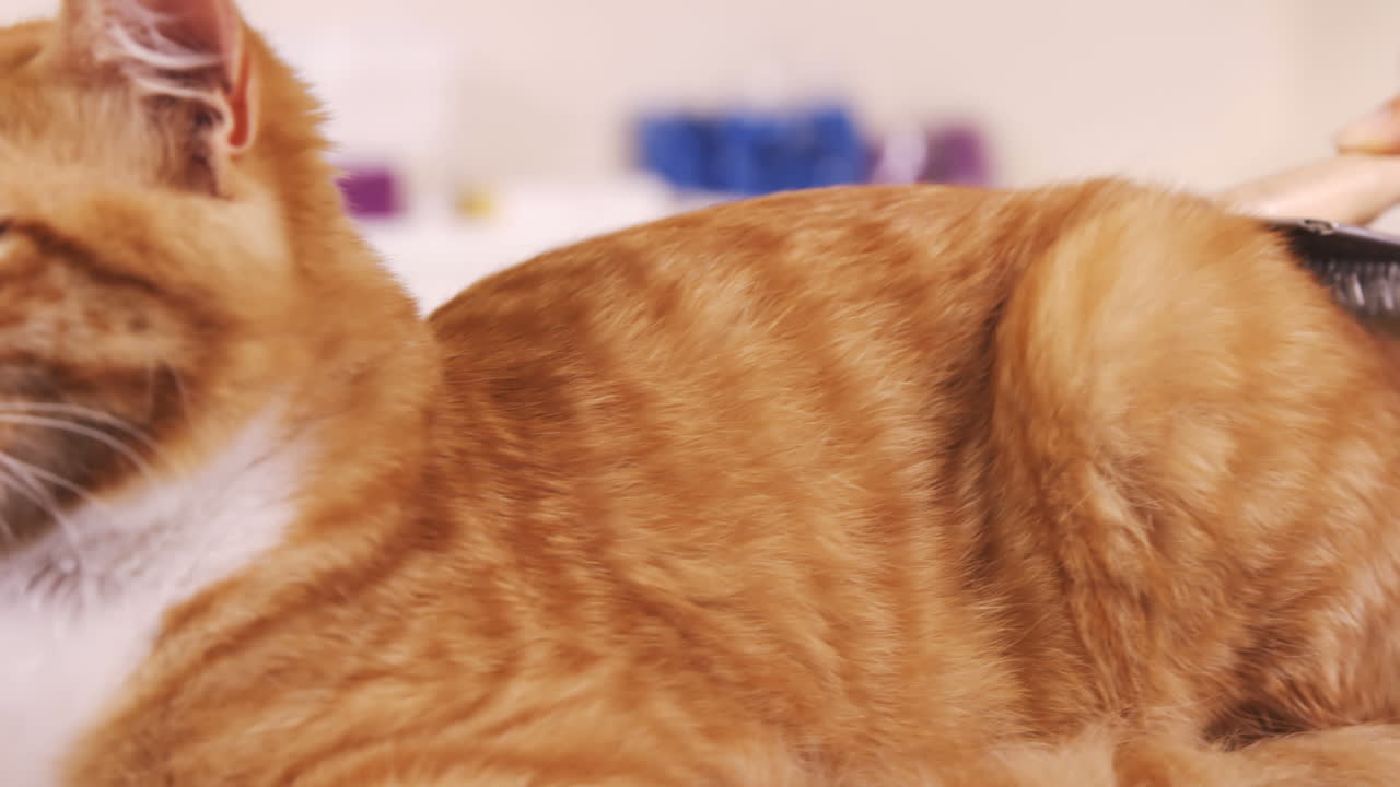 el veterinario examina a un gato