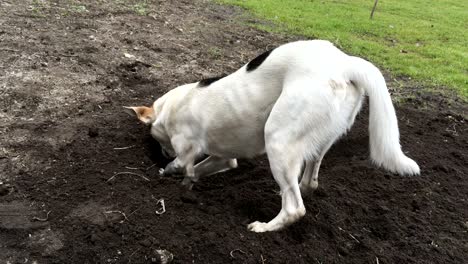 un perro joven de raza cruzada blanca está cavando un agujero en la tierra negra tratando de atrapar a un roedor escondido