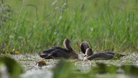 lesser whistling ducks swimming in pond