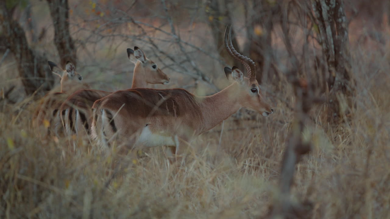Impalas in African Savanna