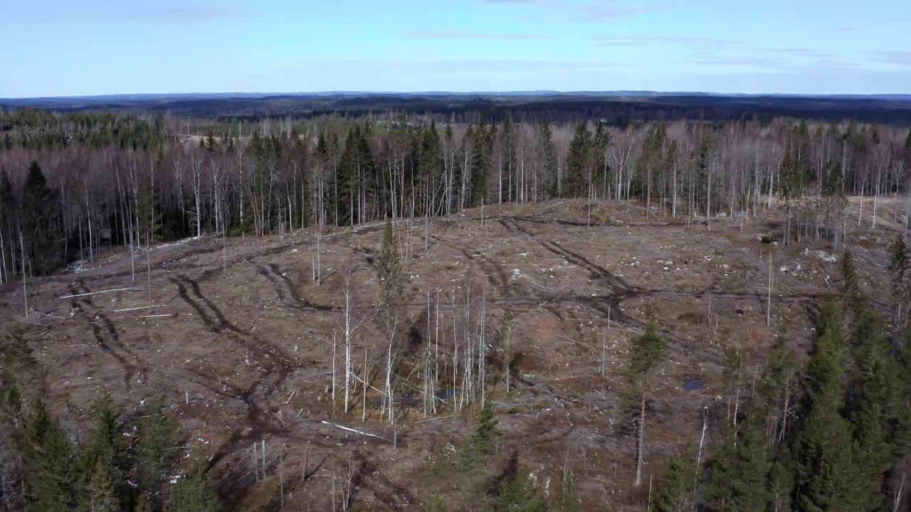 Drone shot of Swedish forest revealing clear-cutting and deforestation with vast forest in background.
