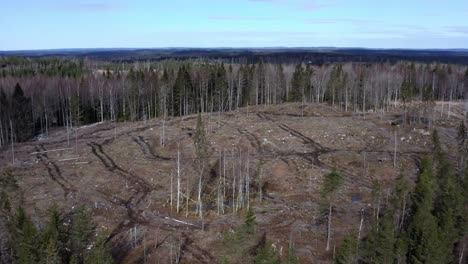 drone shot of swedish forest revealing clear-cutting and deforestation with vast forest in background.