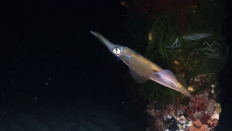 Calamares-Del-Sur-Calamares-Cazando-Y-Pescando-En-La-Noche-Sepiotheuthis-Australis-4k-60fps-Cámara-Lenta