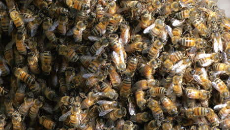 macro of a large swarm of honey bee's