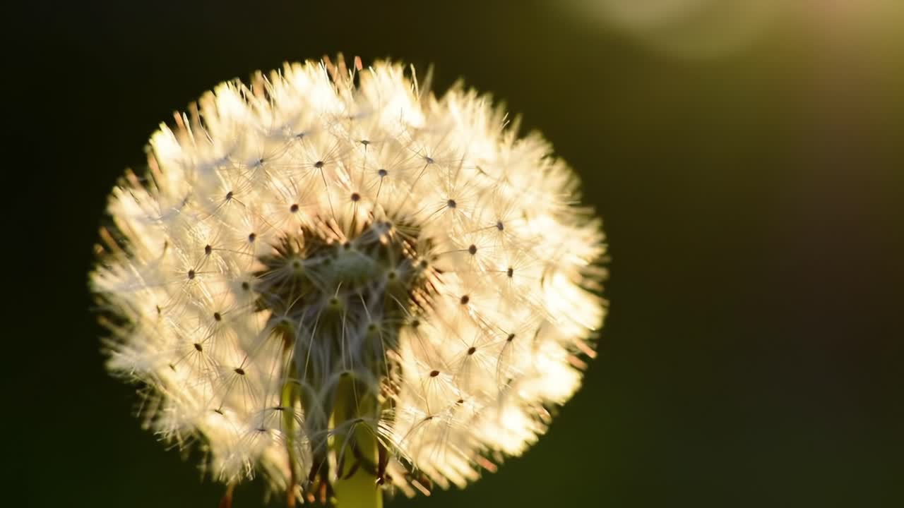 Glistening Dandelion Seeds Catching Sunlight: A Beautiful Display of Nature's Fragile Beauty and Transience in the Evening Glow