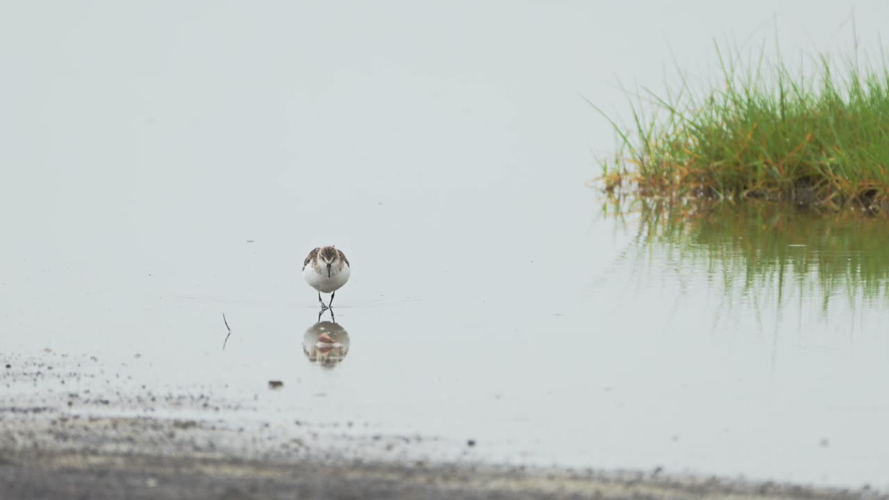 아프리카 서렌게티의 던린 (dunlin) 은 탄자니아의 습지에서 호수 물을 헤엄치고, 먹이를 먹고 는 물새, 야생 동물 자연 사파리, 낮은 각도에서 조용한 물에 반사됩니다.