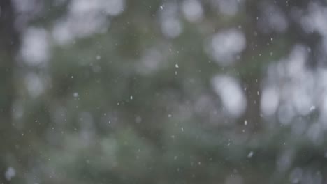 Slow-motion-of-white-snowflakes-falling-down-peacefully,-in-a-forest