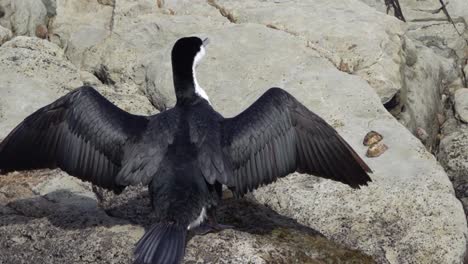 Shiny-black-Cormorant-dries-wings-by-flapping-gently-in-the-sunshine