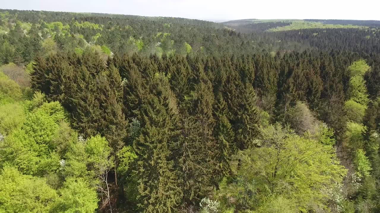 volando sobre un bosque con abetos de madera dura y abetos por avión no tripulado. hora del día