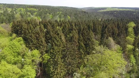 flying over a forest with hardwood spruce  and fir trees by drone. day time