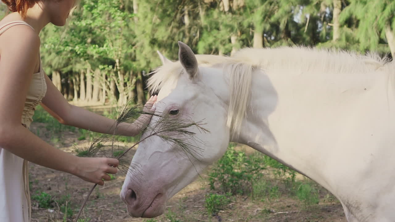 Vídeo de arquivo Gratuito - Jovem mulher acariciando um cavalo branco