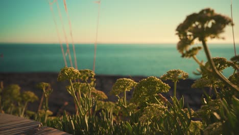 Roca-Del-Acantilado-De-La-Costa-Del-Océano-Fuera-De-Foco-Con-Vegetación-Y-Primer-Plano-De-Paja-De-Roble-Al-Atardecer-Con-Cielo-Azul-4k