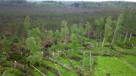 Areal-revealing-shoot-showing-broken-trees-after-national-storm-warning-in-Northen-Europe