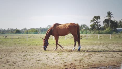 Plano-General-De-Un-Caballo-Marrón-Claro-Comiendo-Hierba-En-El-Paddock-En-Un-Día-Soleado