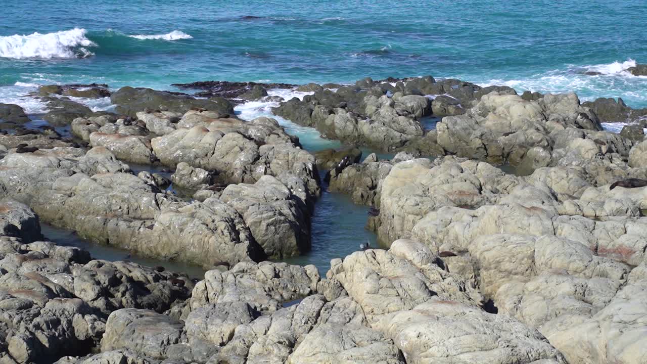 A close-up of seals at Ohau Point Lookout in Kaikoura, New Zealand. They sunbathe, swim, and play among the rocks along the rugged coastline