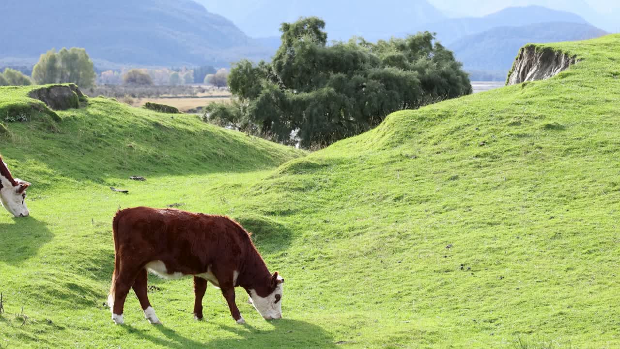 Hereford cattle graze peacefully on a vibrant green hillside in Kinloch, New Zealand, under natural daylight with a serene atmosphere