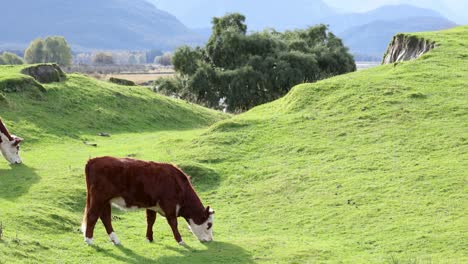 hereford cattle graze peacefully on a vibrant green hillside in kinloch, new zealand, under natural daylight with a serene atmosphere