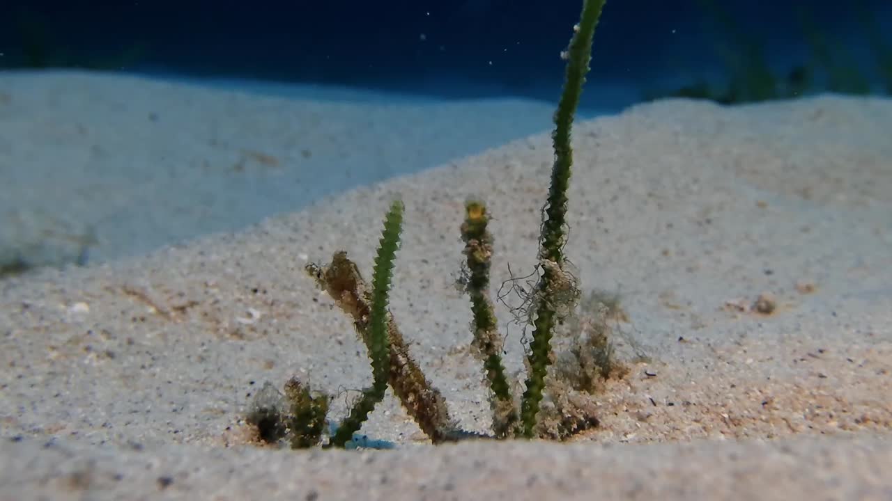 A rare Seahorse Hippocamous tyro is clinging onto sea grass in Mauritius Island