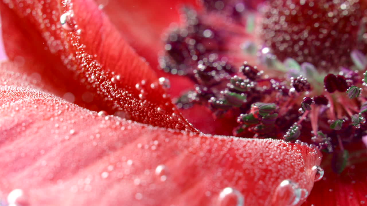 거품 이 있는 은 아네몬 꽃