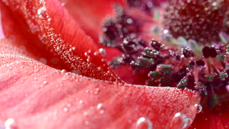 red anemon flower with bubbles