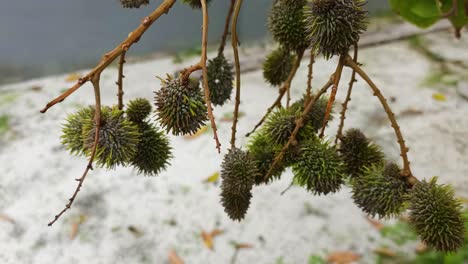 close up of young rambutan fruit