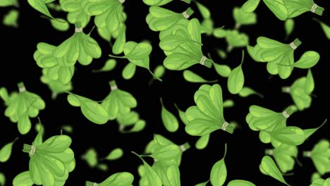 hojas de col verde que caen suavemente sobre un fondo negro