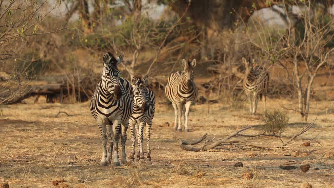 Wide shot of four plains zebra standing in a line with a calf in the dry landscape of Mapungupwe National Park.