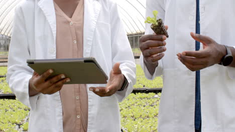 using tablet, researchers examining plant growth in hydroponic farm greenhouse
