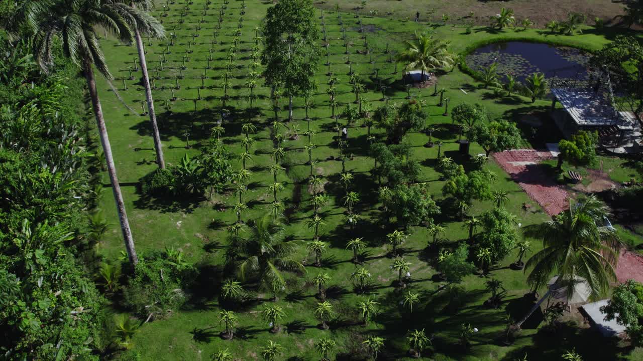 놀라운 드래곤 과일 농장의 드론 공중 기울기