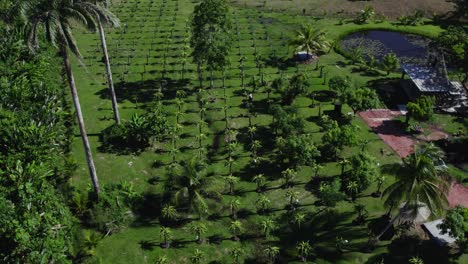 Drone-aerial-tilt-of-an-amazing-dragon-fruit-farm