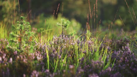 Los-árboles-Jóvenes-De-Pino,-Los-Arbustos-De-Brezo-Con-Flores-Delicadas-Y-La-Hierba-Exuberante-Están-Iluminados-Por-El-Cálido-Sol-En-La-Tundra-De-Verano.