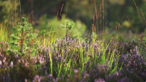 young pine tree saplings, heather shrubs with delicate flowers, and lush grass are lit by the warm sun in summer tundra