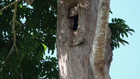 Seen-throwing-dirt-and-materials-out-of-its-nest-in-preparation-for-its-nesting-season,-Great-Indian-Hornbill-Buceros-bicornis,-Khao-Yai-National-Park,-Thailand