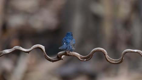 el papamoscas azul de indochina se encuentra en los bosques de las tierras bajas de tailandia, conocido por sus plumas azules y su pecho de naranja a blanco